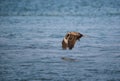 Black Kite Milvus migrans Royalty Free Stock Photo