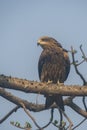 Black Kite, Milvus migrans, brown bird of prey sitting larch tree branch, animal in the habitat Royalty Free Stock Photo
