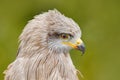 Black Kite, Milvus migrans, brown bird of prey sitting larch tree branch. animal in the nature habitat. Black Kite in the forest. Royalty Free Stock Photo