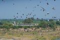 Black Kite Chasing Rock Pigeons in the Sky