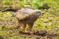 Black kite Milvus migrans eating Royalty Free Stock Photo