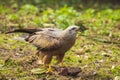 Black kite Milvus migrans eating Royalty Free Stock Photo