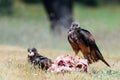 Black Kite or Milvus migrans eating meat Royalty Free Stock Photo