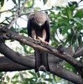 Black kite (Milvus migrans) feasting on a squirrel carcass : (pix Sanjiv Shukla)