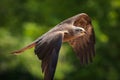 Black kite Milvus migrans in flight hunting Royalty Free Stock Photo