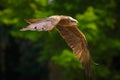 Black kite Milvus migrans in flight hunting Royalty Free Stock Photo