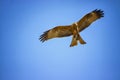 Black kite, Milvus migrans in flight in Senegal, Africa. Close up photo of big eagle. He carries a twig in his claw It is wildlife Royalty Free Stock Photo