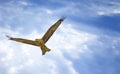 Black kite, Milvus migrans in flight in Senegal, Africa. Close up photo of big eagle. It is wildlife photo. There is blue sky