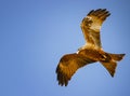 Black kite, Milvus migrans in flight in Senegal, Africa. Close up photo of big eagle. It is wildlife photo. There is blue sky
