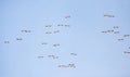 Black kite, Milvus migrans in flight in Senegal Royalty Free Stock Photo