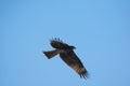 Black Kite Milvus migrans flying on the blue sky background Royalty Free Stock Photo