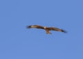 The black kite Milvus migrans flying in the blue sky