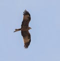 The black kite Milvus migrans flying in the blue sky