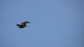 Black Kite Milvus migrans Flying in Clear Blue Sky