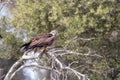 A black kite Milvus migrans perched in a branch Royalty Free Stock Photo