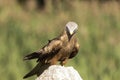 Black Kite, Milvus migrans, portrait Royalty Free Stock Photo