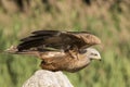 Black Kite, Milvus migrans, portrait Royalty Free Stock Photo