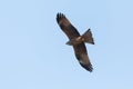 Black kite milvus migrans portrait in flight with spread wings Royalty Free Stock Photo