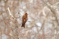 Black kite, Milvus migrans, sitting on metallic tube fence with snow winter. Snowy day. Bird on the meadow. Japan Wildlife.