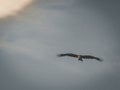 Black Kite Milvus Migrans Spread Wings Flying In Sunset Sky Royalty Free Stock Photo