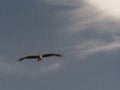 Black Kite Milvus Migrans Spread Wings Flying In Sunset Sky Royalty Free Stock Photo