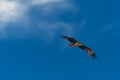 Black Kite Milvus Migrans Spread Wings Flying In Sunset Sky Royalty Free Stock Photo