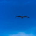 Black Kite Milvus Migrans Spread Wings Flying In Sunset Sky Royalty Free Stock Photo