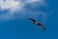 Black Kite Milvus Migrans Spread Wings Flying In Sunset Sky Royalty Free Stock Photo