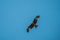 Black Kite Or Milvus Migrans Wild Bird Flies In Blue Sky In Bela Royalty Free Stock Photo