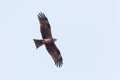 Black Kite (Milvus migrans)