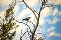 Black kite, Milvus is standing on the tree in Senegal, Africa. Close up photo of big eagle. It is wildlife photo. There is blue