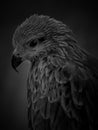 BLACK KITE MONOCHROME