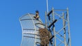 Black Kite nesting in a radio transmitter