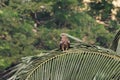 Black kite perching on a tree branch Royalty Free Stock Photo