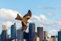 Black kite raptor in flight with Sydney skyline in the background Royalty Free Stock Photo