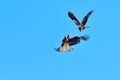 Black kite and red kite in air combat Royalty Free Stock Photo
