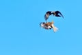 Black kite and red kite in air combat Royalty Free Stock Photo