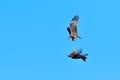 Black kite and red kite in air combat Royalty Free Stock Photo