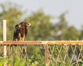 Black Kite Royalty Free Stock Photo