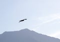 Black Kite on search flight