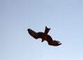 Black Kite on search flight