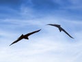 Black Kite on search flight