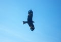 Black Kite on search flight