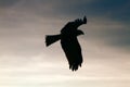 Black Kite on search flight