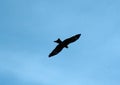 Black Kite on search flight