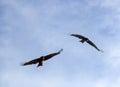 Black Kite on search flight