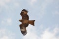 Kite in the Blue Cloudy Sky Royalty Free Stock Photo