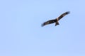 Black Kite soaring high on a clear blue sky day Royalty Free Stock Photo