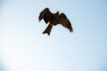 A black kite Royalty Free Stock Photo