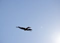 Black kite soaring Royalty Free Stock Photo